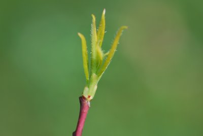 Sambucus nigra 'Pulverulenta' - bez černý 'Pulverulenta' - jarní výhonky